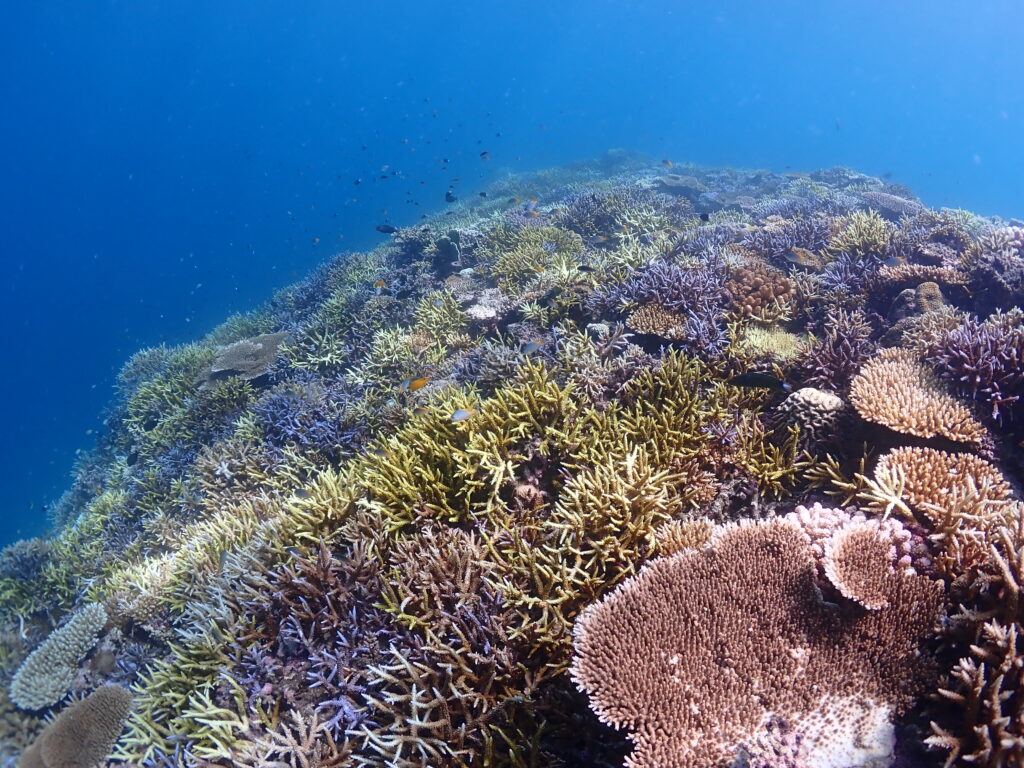 石垣島　ダイビング　水中景色