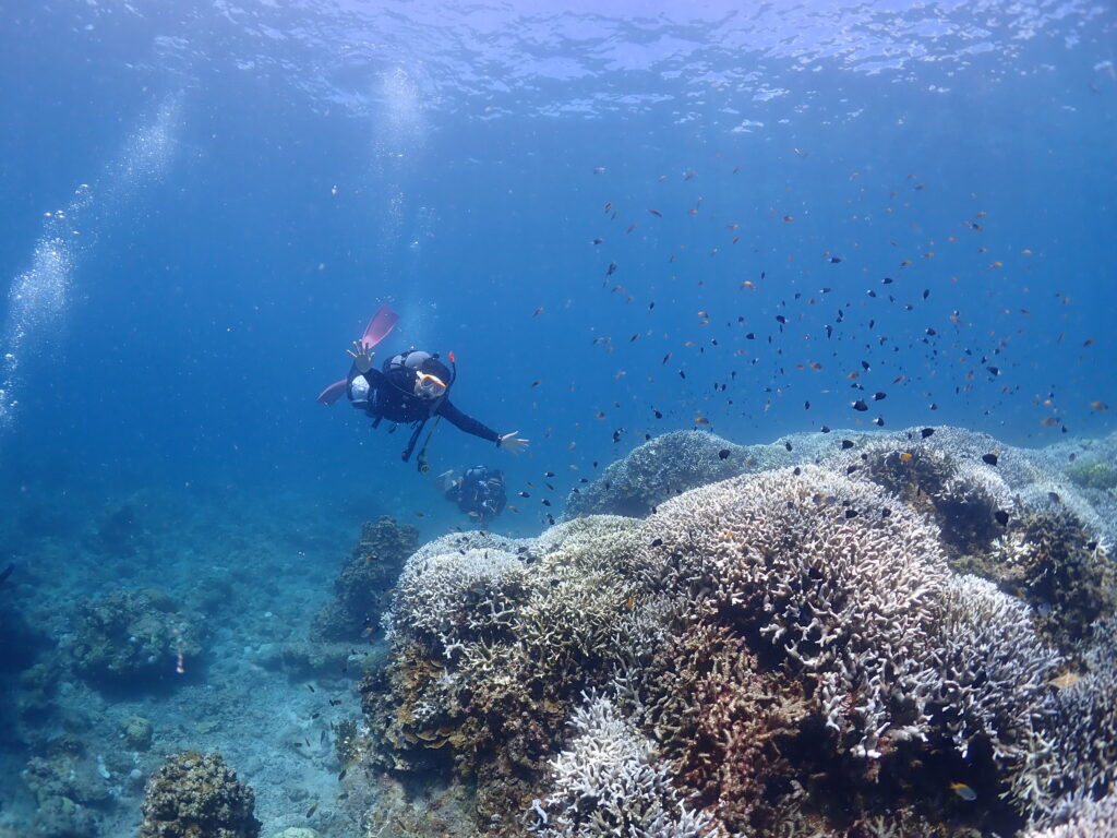石垣島　ダイビング　ライセンス講習