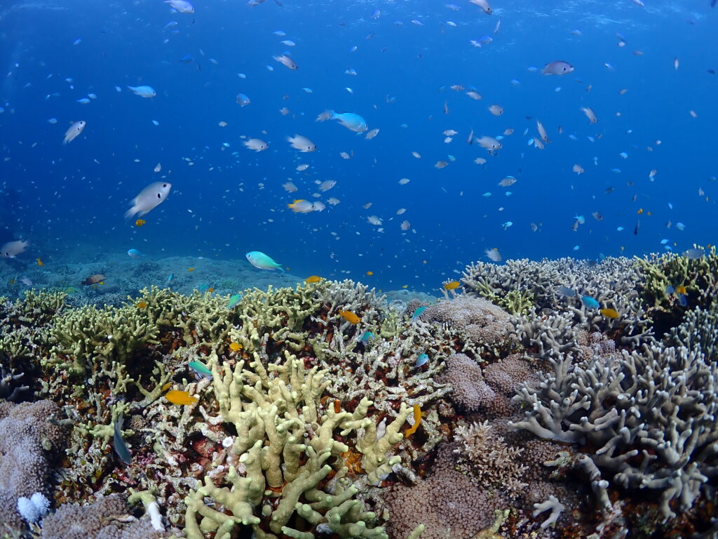 石垣島　ダイビング　石垣　ファンダイビング　サンゴ　サンゴ礁